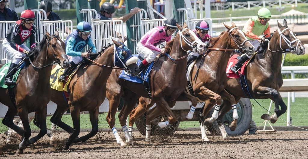horse, horse race, race, animal, equestrian, competition, speed, stallion, mammal, sport, ride, nature, equine, gallop, jockey, gamble, gambling