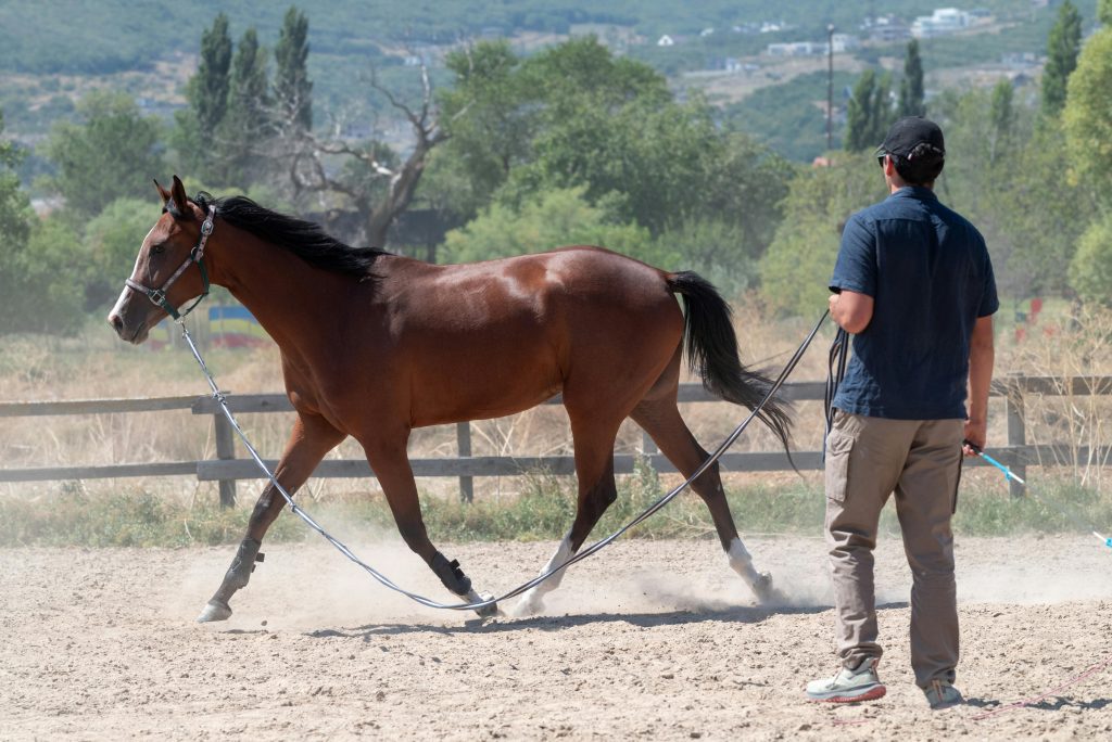 A horse and trainer in an outdoor arena during a sunny day in summer.